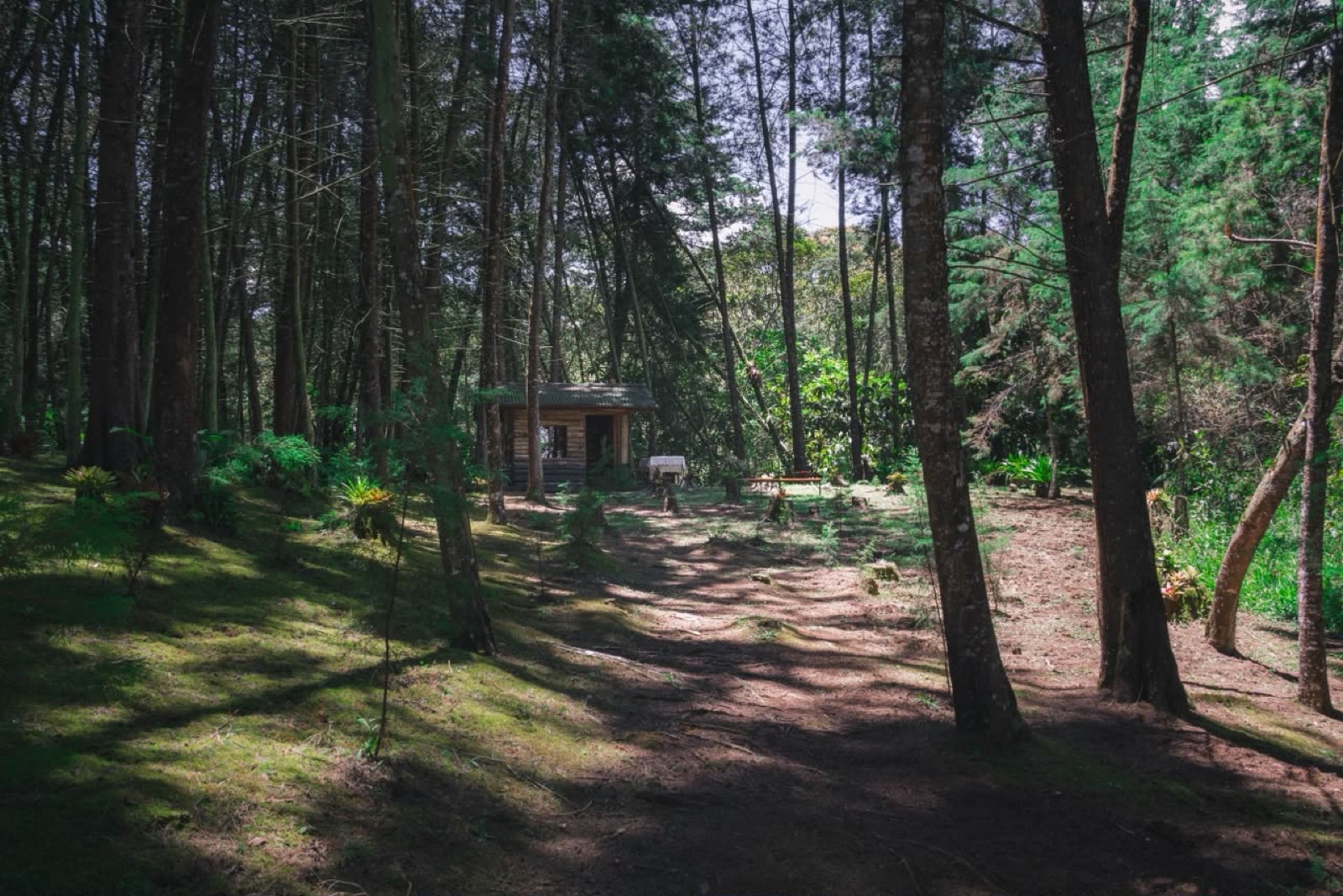 Bosque de pinos del Centro de Eventos VID, con una de las caba&ntilde;as al fondo