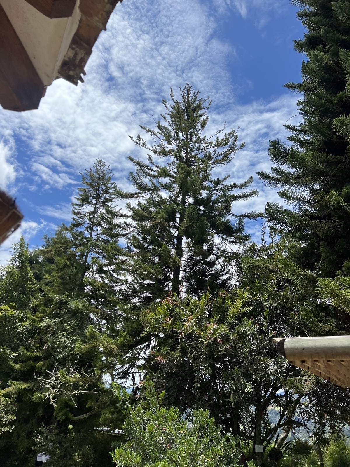 &Aacute;rboles de la sede de Guarne vistos desde abajo